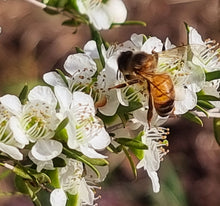 Load image into Gallery viewer, MGO 2100+ AUSMANUKA 375g. Very Rare Harvest.