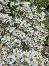 Load image into Gallery viewer, Mgo 1500+ 375g AUSMANUKA