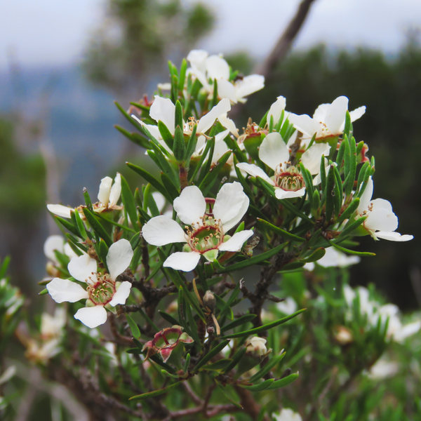 Discover the Power of Australian Manuka Honey: Unveiling the MGO Magic of Raw Manuka Honey